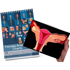 Female Anatomy Flip Charts With Uterus Model