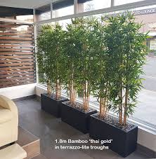 Posted by dave on march 13, 2009march 13, 2009. Bamboos Make Wonderful Screen Plants