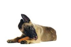 can-dogs-eat-raw-carrots