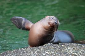 celebrate seal and sea lion week 2023