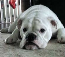 English bulldog puppies should have had their first vaccination prior to being sold. Bulldog Wikipedia