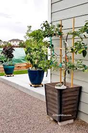 Patio Orchard With Dwarf Fruit Trees