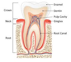 signs of nerve damage in your teeth