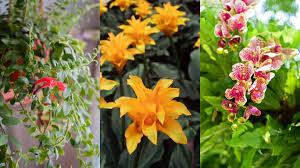 best indoor flowering plants 10 pretty
