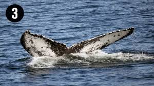 Whales Are The Largest Animals On Earth Now We Know Why