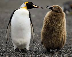 They live almost exclusively in the southern hemisphere, with only one species, the galápagos penguin, found north of the equator. Emperor Penguin Characteristics Height Habitat Diet Facts Britannica