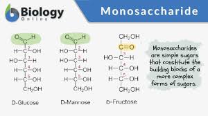 monosaccharide definition and exles