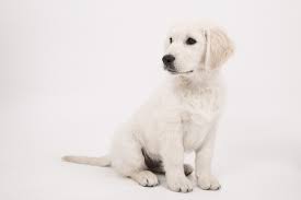 dog parvo last in your home or yard