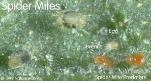 Spider Mites And Their Most Effective Controls