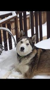 Favorite this post jul 8 cute black puppies Husky Malamute Owners Of Central Oregon Facebook