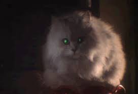 laser cat cat horror gif on gifer by