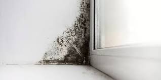 how to prevent mold and mildew in your