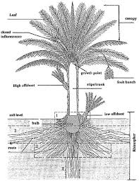 The Mystery Of Coconut Tree Biology Stack Exchange