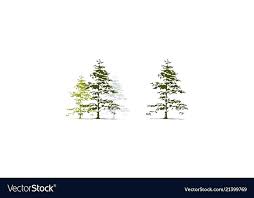 Tree Drawing Template Free Printable Pine Me