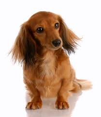 miniature long haired dachshund