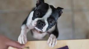 Your boston terrier puppy will geet safe shipping. Best Dog Foods For Boston Terriers Puppies Adults Seniors