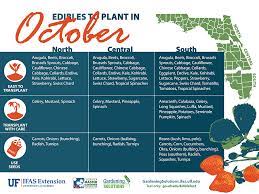 Vegetables To Plant In October