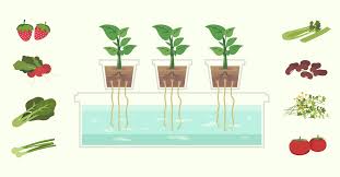 Growing Soilless Your Introduction To