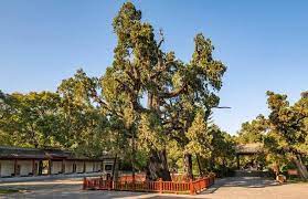 中國十大千年古樹：第一棵為黃帝親手種- 每日頭條
