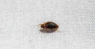 do bed bugs fly a z s