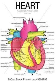 Chart Of Heart Anterior View With Parts Name Vector Image