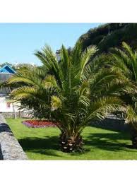 Hardy Phoenix Palm Trees Potted Plants