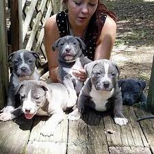 Pitbull puppies for sale craigslist ny. Lovely American Pitbull Terrier Puppies For Adoption Now Posts Facebook