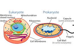 Prokaryotic cells may contain primitive organelles.14 eukaryotes may be either unicellular or eukaryotic cells are typically much larger than those of prokaryotes, having a volume of around 10 structure of a typical plant cell. Learn About The Different Types Of Cells Prokaryotic And Eukaryotic
