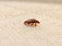 do bed bugs in new jersey go away