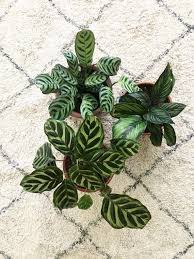 Invest in a humidity monitor so you can keep tabs on the level of humidity in your home. Everything You Need To Know About How To Care For Calathea Plant Calathea Plant Plants Indoor Tropical Plants