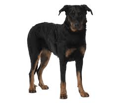 beauceron dog breed facts and