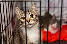 Please have an adoption application on file with us before you arrive. How Do I Surrender My Cat Rehome By Adopt A Pet Com