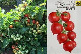 Виж над【17】 обяви за отглеждане домати с цени от 2 лв. Domati Cheri Opisanie Ss Snimka Sortove Otglezhdane Grizhi Otzivi