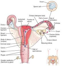 It is the opening from the vagina to the womb. 1 The Female Reproductive System Interior View Download Scientific Diagram