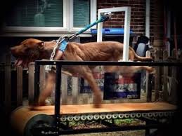 correct sized treadmill for your dog