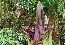 It was named after the founder of the british colony of singapore, (sir stamford raffles). The Stinky Ass Corpse Flower At The Cleveland Metroparks Zoo Has Bloomed Scene And Heard Scene S News Blog