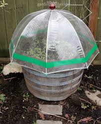 Seed Starting In Mini Greenhouses