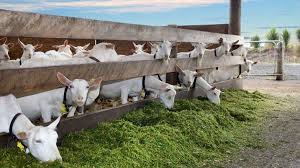Goat Breeding Business 