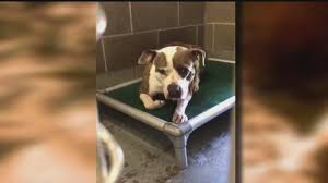 5,095 likes · 60 talking about this. Dog Abandoned By Owner In Norwalk Park To Be Up For Adoption