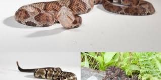 Watch Where You Step Ohio Is Home To 3 Venomous Snake Species