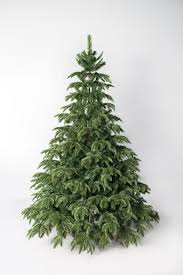They are found through much of north and central america, europe, asia, and north africa, occurring in mountains over most of the range. Fir Tree Artificial Ontario Premium Buy At Global Rus Trade