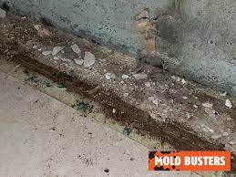 carpet mold removal service mold busters