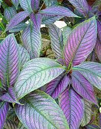 black gold colorful foliage plants and