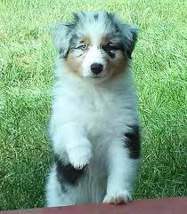 Australian shepherds or aussies are lean, medium, bobtailed dogs and a cowboy favorite for guarding and herding at ranches, rodeos, and horse shows. Australian Shepherd Breeders Oregon