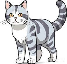 cat clipart playful american wirehair cat