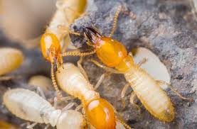 What are they, where do they live, and how do you get rid of them? Termites Types Different Caste System Of Termites Termite Treatment Termite Control White Ant