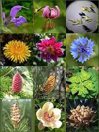 I hardly think 10 or 15 but do you know there are thousands of different flowers in this world. Flower Wikipedia