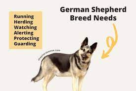 german shepherd entertained