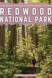 If you are traveling on highway 101 from the south, stop just before orick at the kuchel visitor center (for hours of operation you can check the official. A Guide To Visiting Redwood National Park That Adventurer