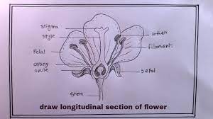 how to draw longitudinal section of